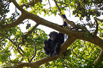 Ouganda / Chimpanze - Pan troglodytes