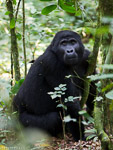 Ouganda - Bwindi / Gorille des montagnes - Moutain Gorilla - Gorilla gorilla beringei