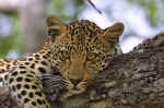 leopard-1.jpg (179207 octets)